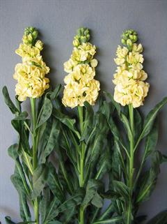 شب بوی معمولی